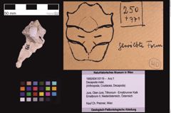 Foto (Objekt + Etiketten) von Decapoda indet. (NHMW-GEO-1990-0041-0119)